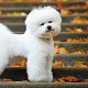 Bichon Frisé