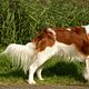 Nederlandse kooikerhondje