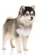 Pomsky klein