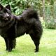Keeshond groot
