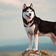 Siberische husky