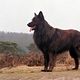 Hollandse herder langhaar