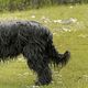 Briard