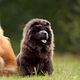 Chow chow