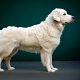 Kuvasz