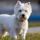 West highland white terriër