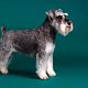Schnauzer, dwerg plukken