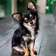 Chihuahua langhaar knippen