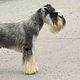 Schnauzer, dwerg scheren