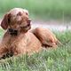 Vizsla Draadhaar