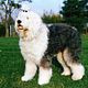 Old English Sheepdog