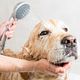 Wassen