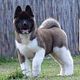 American Akita ontwollen