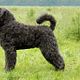 Bouvier des Flandres plukken