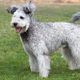Pumi