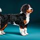 Kruising hond van 21 kg tot 26kg