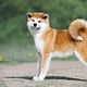 Akita ontwollen