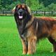 Leonberger