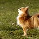 Chihuahua langhaar scheren