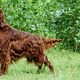 Ierse setter