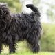 Affenpinscher Plukken