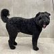 Bouvier des Flandres scheren