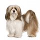 Lhasa apso