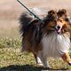Shetland Sheepdog (sheltie)