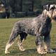 Schnauzer, middenslag scheren