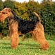 Welsh terriër