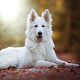 Zwitserse witte herdershond