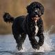 Cao de Aqua Portugees (Portugese Waterhond)