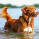 Nova Scotia Duck Tolling Retriever