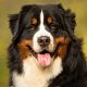 Berner sennenhond
