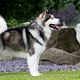 Alaska Malamute ontwollen