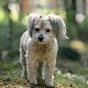 Kruising hond  tot 10 kg