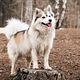 Pomsky middel