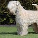 Irish Soft Coated Wheaten Terriër