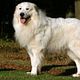 Pyreneese Berghond