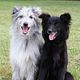 Pyreneese Herdershond a face rase