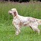 Engelse setter