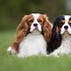 Cavalier King Charles Spaniël
