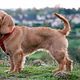 Basset Fauve de Bretagne