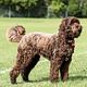 Doodle groot scheren
