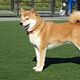 Shiba