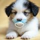 Puppyverzorging & Gewenning