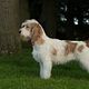 Grand Basset Griffon Vendeen