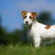 Jack russel ruwhaar
