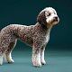 Lagotto Romagnolo