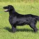 Flatcoated retriever